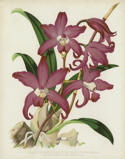 Donkergekleurde Variëteit van de Herfst Laelia, Laelia Autumnalis, var Atro-Rubens door English School